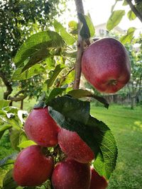 Close-up of apples on tree