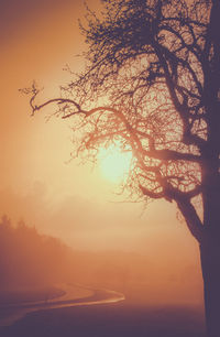 Silhouette tree against sky during sunset