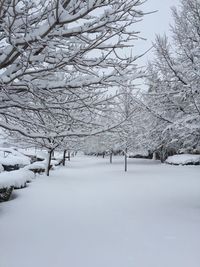 Trees on snow covered landscape