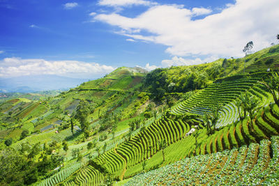 Scenic view of agricultural field against sky