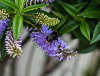 Close-up of bee on purple flower