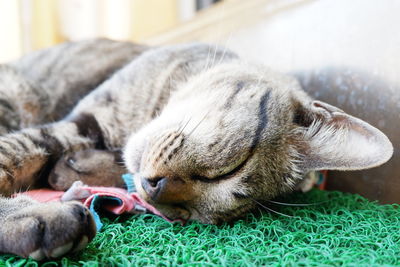 Close-up of cat sleeping