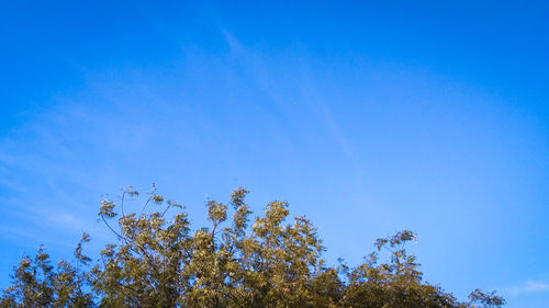 Low angle view of trees against blue sky