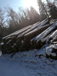 Snow covered trees against sky