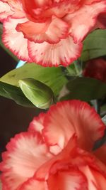 Close-up of pink flower blooming outdoors