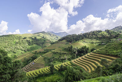 Harvest season of ripe rice on terraced fields in mu cang chai, yen bai, vietnam