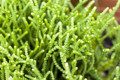 Green color plant macro and close-up background and texture