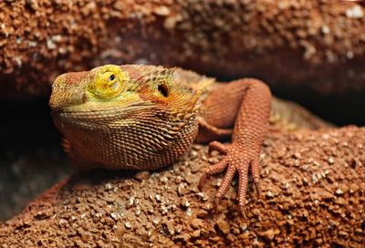 Close-up of lizard