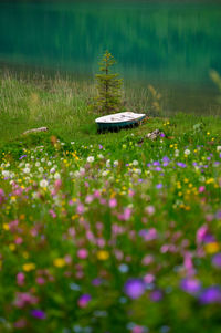 Scenic view of purple flowering plants on land
