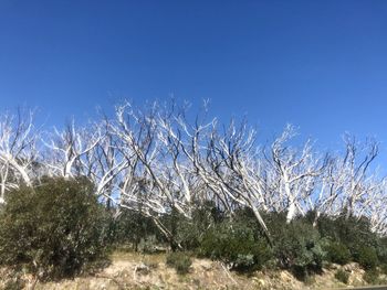 Low angle view of trees against clear blue sky