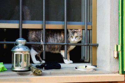 Portrait of cat sitting on window sill