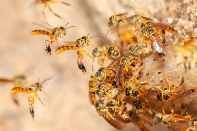 Close-up of bee pollinating