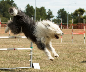 Dog jumping over hurdle on playing field