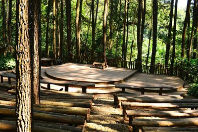 View of trees in forest