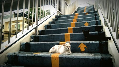 Cat sitting on steps