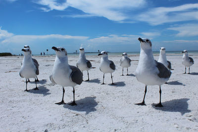 Surface level of seagulls at the beach