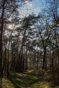 Trees in forest