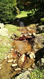 Scenic view of rocks in forest