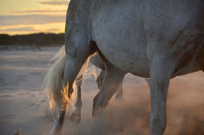 View of horse on beach during sunset