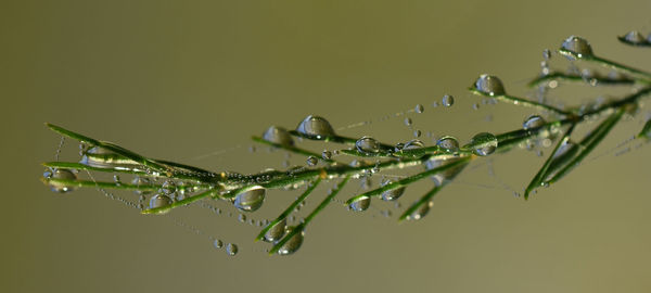 Close-up of wet spider web on plant