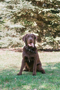 Portrait of chocolate labrador retriever dog on a walk in the summer park.