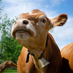 Close-up of a cow