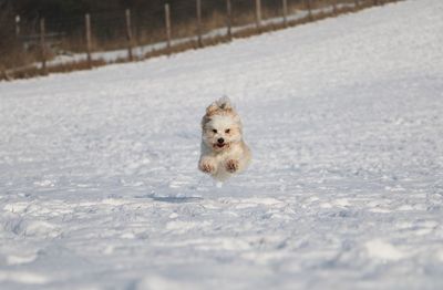 Portrait of dog on snow