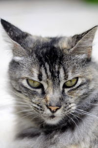 Close-up portrait of cat