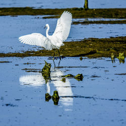 White bird on a lake