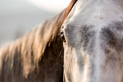 Close-up of animal eye