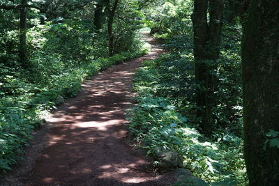 Footpath amidst trees in forest