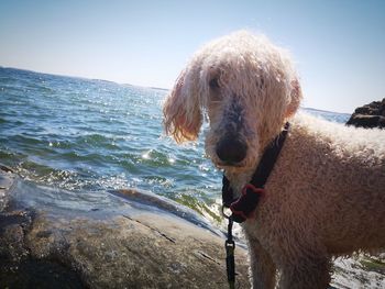 Portrait of dog on beach