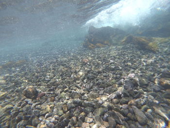 Aerial view of turtle swimming in sea