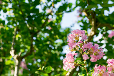 Close-up of pink flowers blooming on tree