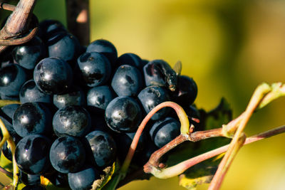 Close-up of grapes