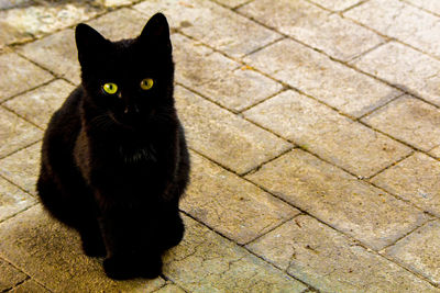 Portrait of black cat sitting on tiled floor