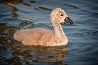 Close-up of gosling swimming on lake