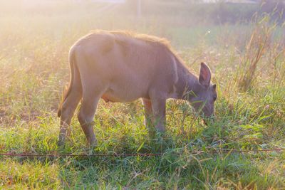 Horse grazing in field