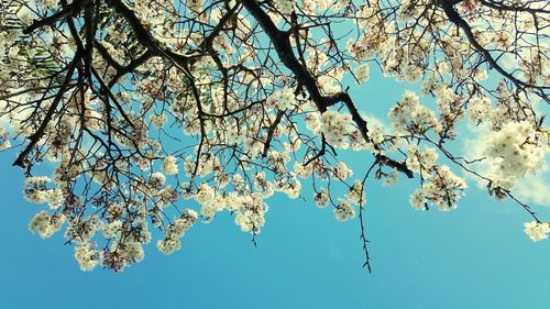 Low angle view of cherry blossom against blue sky