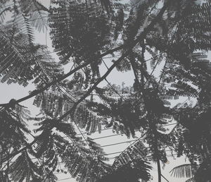 Low angle view of trees against sky