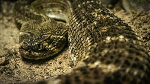 Close-up of snake
