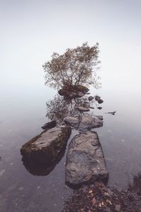 Tree on rock by lake against sky