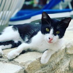 Close-up portrait of a cat