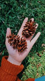 Close-up of hand holding leaves on field