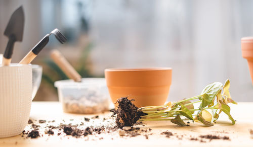 Gardens, taking care and transplanting plant a into a new ceramic pot on the table. home gardening