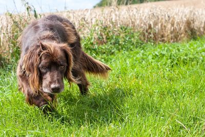 Close-up of dog on field