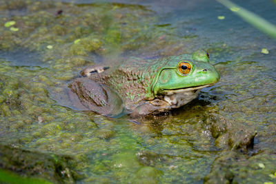 Northern green frog wadding in a pond - michigan