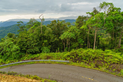 Road amidst trees and plants against sky