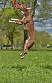 View of a dog running on field