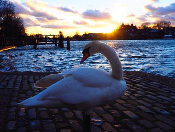 Close-up of swan floating on lake